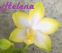 Phal. Yuanshan Sweet Girl