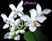 Phalaenopsis equestris alba