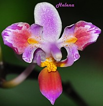 Phalaenopsis equestris 'Three Lips'