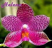 Phalaenopsis gigantea x bellina