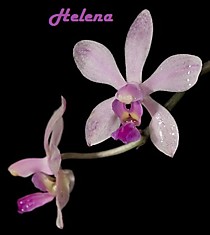 Phalaenopsis honghenensis