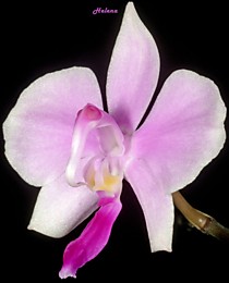 Phalaenopsis lowii