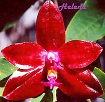 Phalaenopsis lueddemanniana Dark Red x Wu