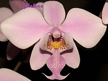 Phalaenopsis schilleriana