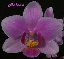 Phalaenopsis schilleriana x equestris 'B-100'