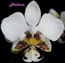 Phalaenopsis stuartiana