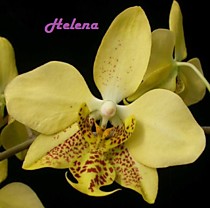 Phalaenopsis stuartiana (green x yellow)