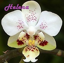 Phalaenopsis stuartiana punctatissima