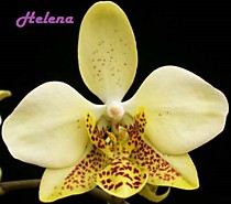 Phalaenopsis stuartiana yellow x sib