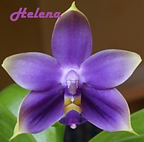 Phalaenopsis violacea var. indigo x sib (100% indigo)