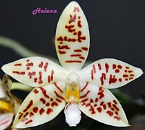 Phalaenopsis zebrina