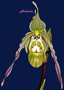 Phragmipedium pearcei