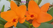 Pot. (Cattleya) Shinfong Little Sun 'Young Min Golden Boy'