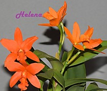 Pot. (Cattleya) Young-Min Orange 'Golden Satisfaction'