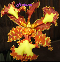 Psychopsis Mariposa 'Tri-Lips'