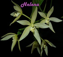 Pteroceras unguiculatum