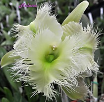 Rhyncholaelia digbyana var. fimbripetala