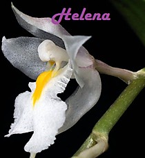 Rodriguezia venusta
