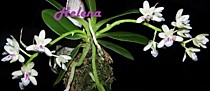 Sedirea japonica