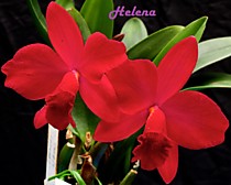 Slc. (Cattleya) Love Castle 'Kurenai'