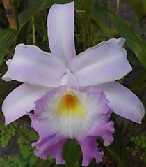 Sobralia violacea