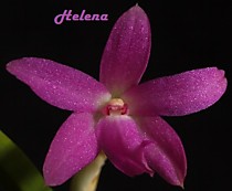 Sophronitella violacea