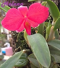 Sophronitis brevipedunculata 3+