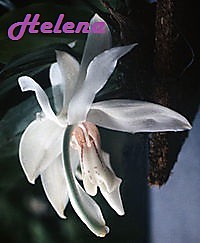 Stanhopea marizana