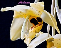 Stanhopea pozoi