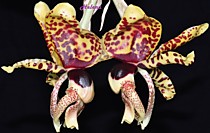 Stanhopea tigrina