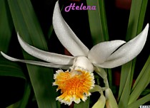 Thunia alba