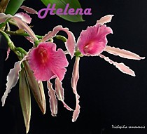 Trichopilia marginata