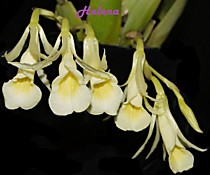 Trichopilia rostrata