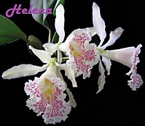 Trichopilia suavis