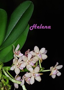 Tuberolabium kotoense