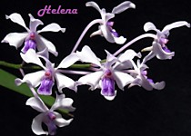 Vanda coerulescens